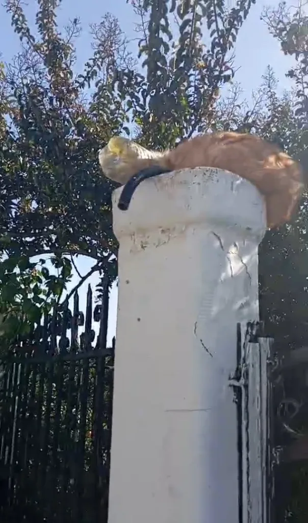 Εικόνες ντροπής στην Ηλεία: Γάτες εγκλωβισμένες σε πλαστικά - Σοκ και αγανάκτηση για τη βαρβαρότητα απέναντι στα ζώα ΦΩΤΟ