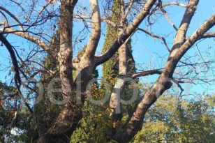 Πάτρα: Κίνδυνος από πλάτανο στο Σαραβάλι – Παρέμβαση ζητούν κάτοικοι μέσω της «Ανοικτής Γραμμής»