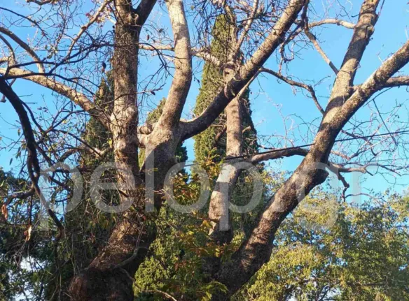 Πάτρα: Κίνδυνος από πλάτανο στο Σαραβάλι – Παρέμβαση ζητούν κάτοικοι μέσω της «Ανοικτής Γραμμής»