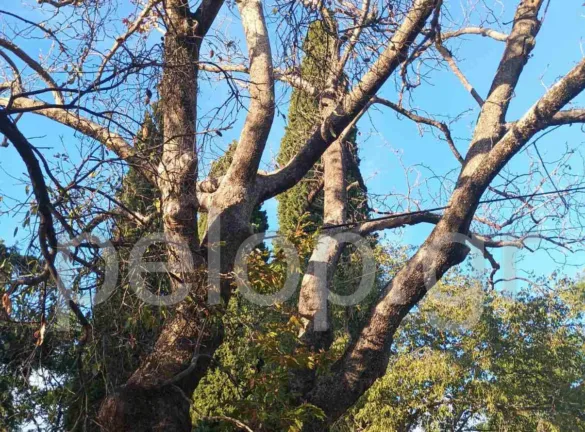 Πάτρα: Κίνδυνος από πλάτανο στο Σαραβάλι – Παρέμβαση ζητούν κάτοικοι μέσω της «Ανοικτής Γραμμής»