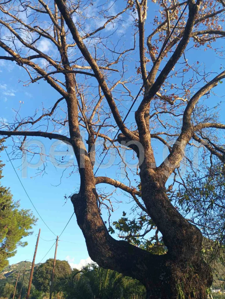 Πάτρα: Κίνδυνος από πλάτανο στο Σαραβάλι – Παρέμβαση ζητούν κάτοικοι μέσω της «Ανοικτής Γραμμής»