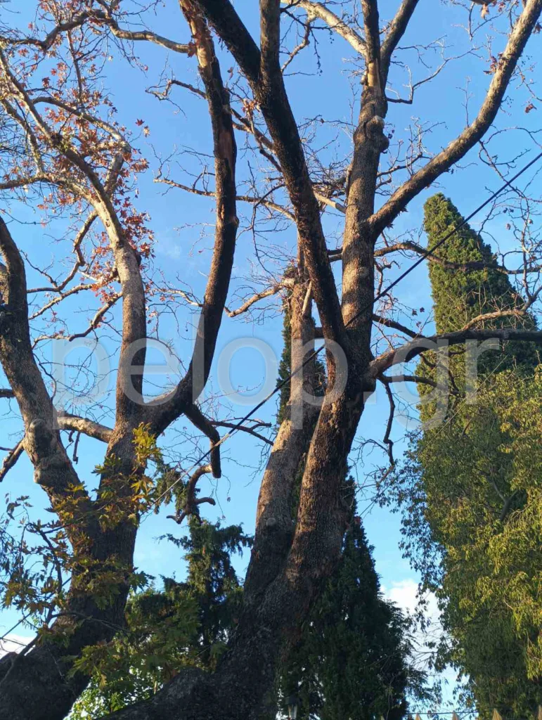Πάτρα: Κίνδυνος από πλάτανο στο Σαραβάλι – Παρέμβαση ζητούν κάτοικοι μέσω της «Ανοικτής Γραμμής»
