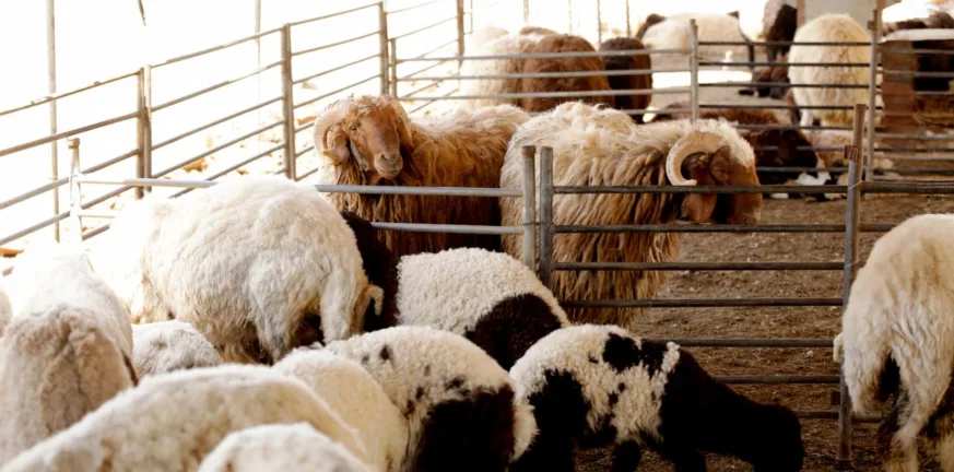 Συνελήφθη για παράνομη μετακίνηση 300 προβάτων!