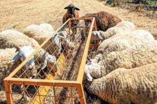 Η μεγάλη σύγκρουση των εμβολίων και της φέτας!