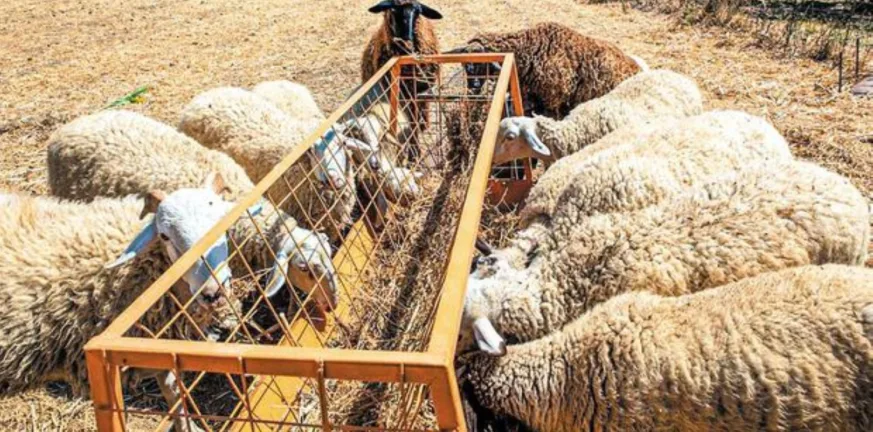 Η μεγάλη σύγκρουση των εμβολίων και της φέτας!