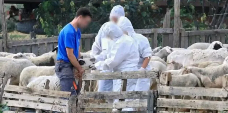 «Ντου» για παράνομα εμβόλια: Συνεχίζονται οι έλεγχοι για ύποπτα κρούσματα σε εκτροφές της Δ. Ελλάδας