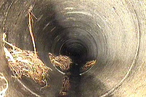 Ρίζες δένδρων στην αποχέτευση