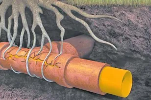 Ρίζες δένδρων στην αποχέτευση