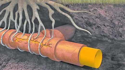 Ρίζες δένδρων στην αποχέτευση