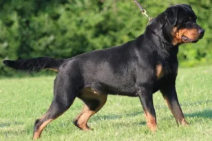 Καλαμάτα: Νέες λεπτομέρειες για την επίθεση του ροτβάιλερ - Προσπαθούσαν να τον σώσουν επί μία ώρα ΒΙΝΤΕΟ