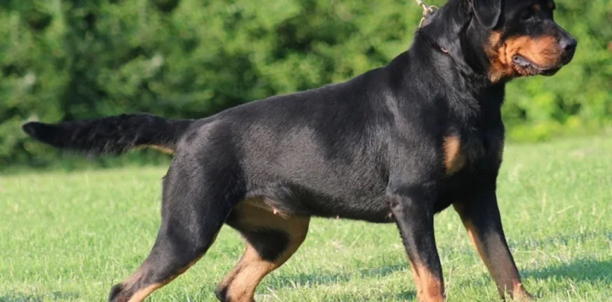 Καλαμάτα: Νέες λεπτομέρειες για την επίθεση του ροτβάιλερ - Προσπαθούσαν να τον σώσουν επί μία ώρα ΒΙΝΤΕΟ