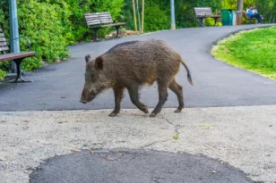 Λακωνία: έπεσε πάνω σε αγριογούρουνο και σκοτώθηκε!