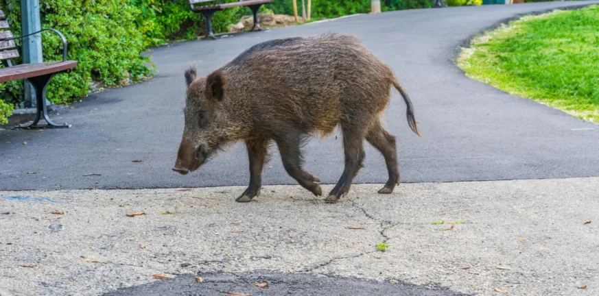 Λακωνία: έπεσε πάνω σε αγριογούρουνο και σκοτώθηκε!