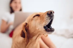 Γιατί (σας) φαίνεται ότι ο σκύλος σας γαυγίζει χωρίς λόγο, τι μπορεί να συμβαίνει;