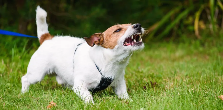 Σε μια χρονιά από δάγκωμα σκύλου 2.800 άνθρωποι κατέληξαν στο νοσοκομείο!