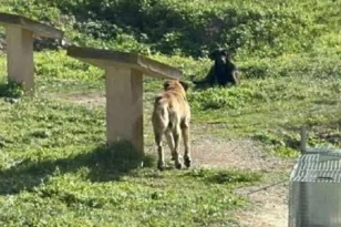 Άργος: 17χρονη σε κρίσιμη κατάσταση μετά από άγρια επίθεση αγέλης αδέσποτων - Στο χειρουργείο με σοβαρά τραύματα ΦΩΤΟ