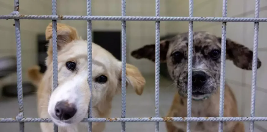 Κωνσταντινούπολη: Απαγορεύτηκε η σίτιση αδέσποτων σκύλων με απόφαση της νομαρχίας