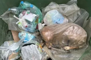 Σκυλίτσα πεταμένη σε τσουβάλι στη Μεγαλόπολη: Συναγερμός των αρχών για υπόθεση κακοποίησης ζώου ΦΩΤΟ