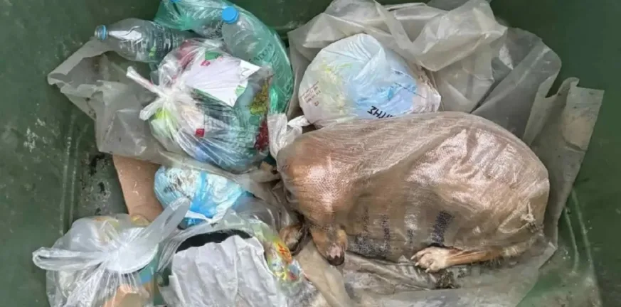 Σκυλίτσα πεταμένη σε τσουβάλι στη Μεγαλόπολη: Συναγερμός των αρχών για υπόθεση κακοποίησης ζώου ΦΩΤΟ