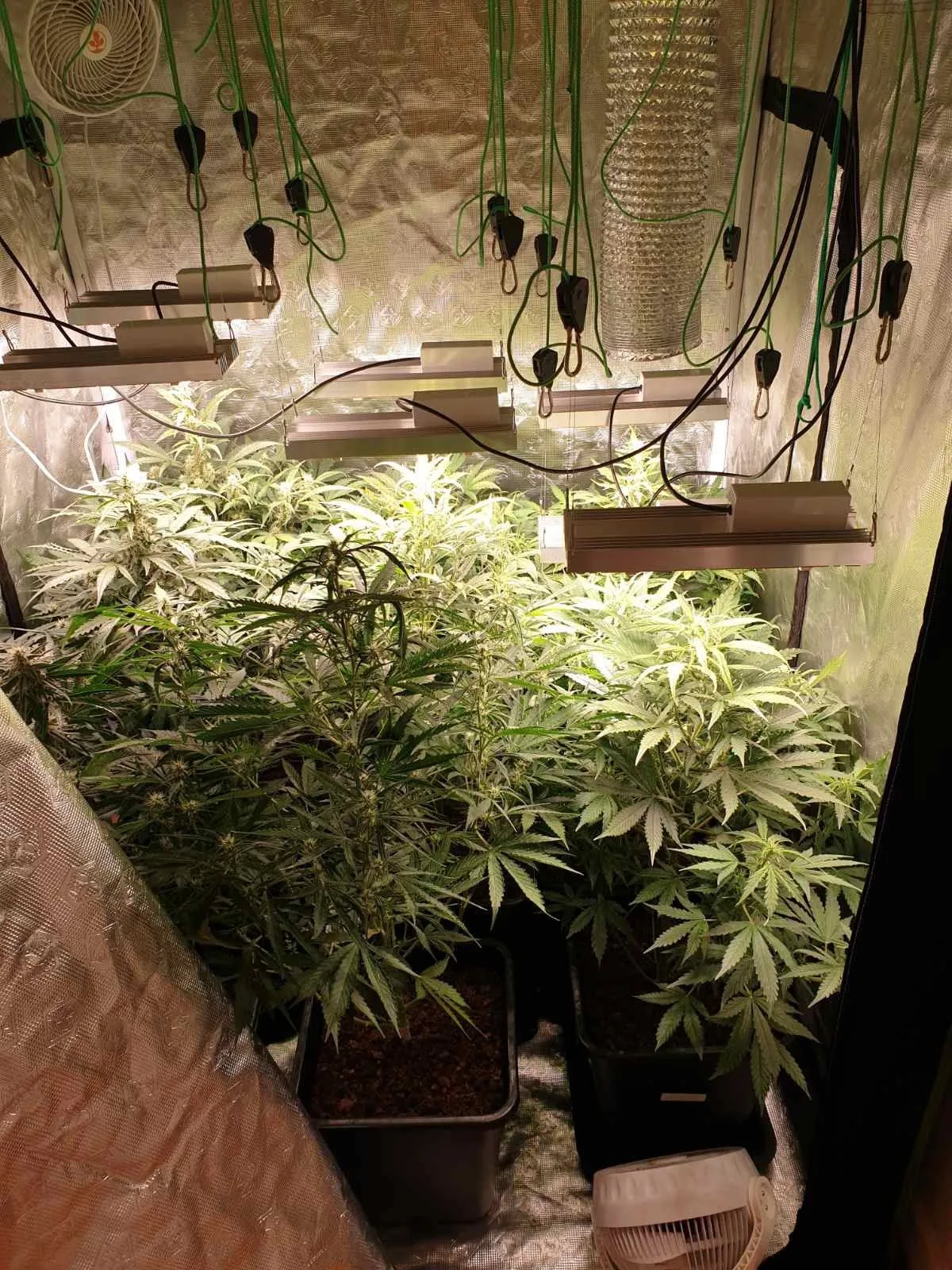 Πάτρα: Εργαστήριο παρασκευής ναρκωτικών σε σπίτι, βρέθηκαν δεκάδες σφαίρες και όπλο! Πάτρα: Εργαστήριο παρασκευής ναρκωτικών σε σπίτι, βρέθηκαν δεκάδες σφαίρες και όπλο!