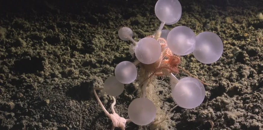 Η Ανταρκτική αποκαλύπτει τα μυστικά της: Επιστήμονες εντόπισαν 30 νέα είδη στα βάθη του ωκεανού ΒΙΝΤΕΟ Η Ανταρκτική αποκαλύπτει τα μυστικά της: Επιστήμονες εντόπισαν 30 νέα είδη στα βάθη του ωκεανού ΒΙΝΤΕΟ