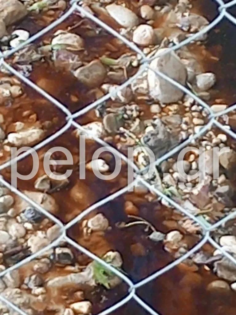 Πάτρα: Η Ξερόλακκα «μίλησε» με την πρώτη βροχή - Πλημμύρισε λάσπη και αφρούς ΦΩΤΟ Πάτρα: Η Ξερόλακκα «μίλησε» με την πρώτη βροχή - Πλημμύρισε λάσπη και αφρούς ΦΩΤΟ