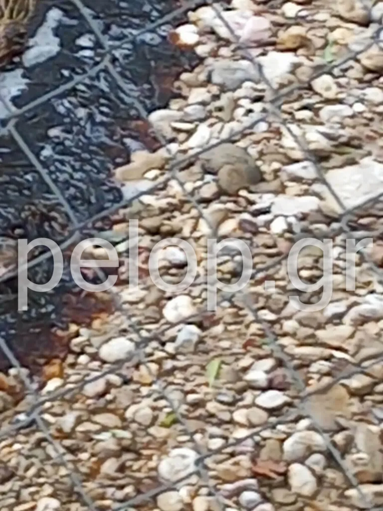 Πάτρα: Η Ξερόλακκα «μίλησε» με την πρώτη βροχή - Πλημμύρισε λάσπη και αφρούς ΦΩΤΟ Πάτρα: Η Ξερόλακκα «μίλησε» με την πρώτη βροχή - Πλημμύρισε λάσπη και αφρούς ΦΩΤΟ