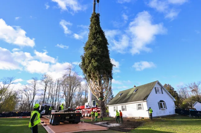 ΗΠΑ: Έλατο 100 ετών από τη Νέα Υόρκη θα στολίσει τα Χριστούγεννα το Rockefeller Center, ΒΙΝΤΕΟ