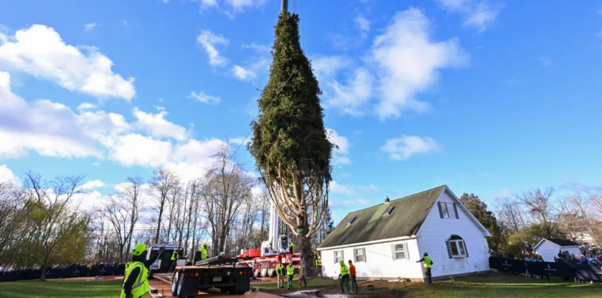 ΗΠΑ: Έλατο 100 ετών από τη Νέα Υόρκη θα στολίσει τα Χριστούγεννα το Rockefeller Center, ΒΙΝΤΕΟ