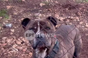 Επιτροπή από την Πάτρα θα αποφασίσει για το πιτ μπουλ – δολοφόνο της Ζακύνθου