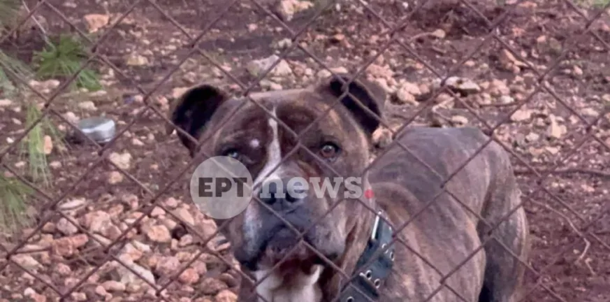 Επιτροπή από την Πάτρα θα αποφασίσει για το πιτ μπουλ - δολοφόνο της Ζακύνθου