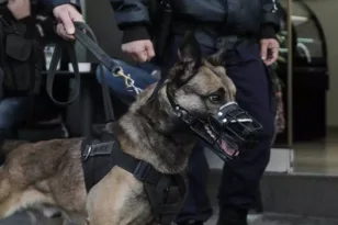 Αστυνομικός σκύλος σε επιχείρηση σύλληψης για παροχή αλκοόλ σε 15 ανήλικους σε κέντρο διασκέδασης