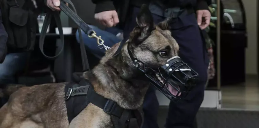 Αστυνομικός σκύλος σε επιχείρηση σύλληψης για παροχή αλκοόλ σε 15 ανήλικους σε κέντρο διασκέδασης