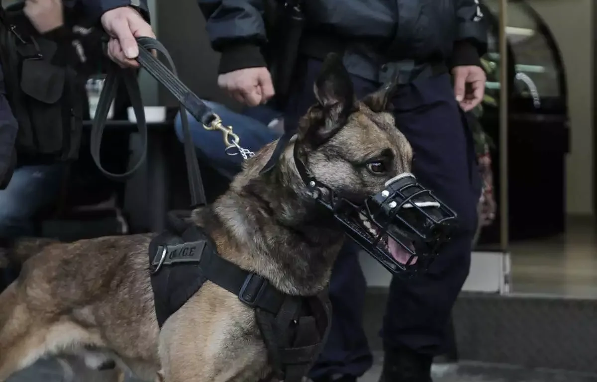 Αστυνομικός σκύλος σε επιχείρηση σύλληψης για παροχή αλκοόλ σε 15 ανήλικους σε κέντρο διασκέδασης Αστυνομικός σκύλος σε επιχείρηση σύλληψης για παροχή αλκοόλ σε 15 ανήλικους σε κέντρο διασκέδασης
