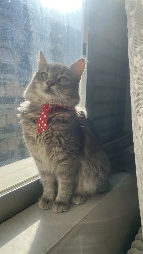 Χάθηκε γάτα στην περιοχή της Αγίας Σοφίας στην Πάτρα – Έκκληση για βοήθεια