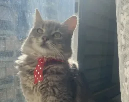 Χάθηκε γάτα στην περιοχή της Αγίας Σοφίας στην Πάτρα – Έκκληση για βοήθεια