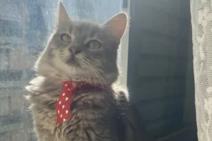 Χάθηκε γάτα στην περιοχή της Αγίας Σοφίας στην Πάτρα – Έκκληση για βοήθεια