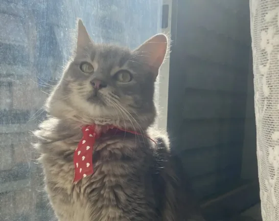 Χάθηκε γάτα στην περιοχή της Αγίας Σοφίας στην Πάτρα – Έκκληση για βοήθεια