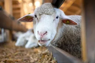 Ενισχυμένη η Αχαΐα από τη χρηματοδότηση για την ευλογιά, τι πιστώθηκε στην Περιφέρεια