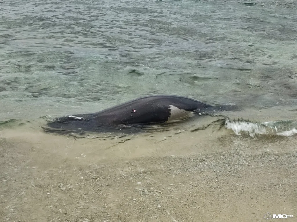 Μαύρο Λιθάρι: Φρίκη, νεκρή μεσογειακή φώκια από πυροβολισμούς! Μαύρο Λιθάρι: Φρίκη, νεκρή μεσογειακή φώκια από πυροβολισμούς!