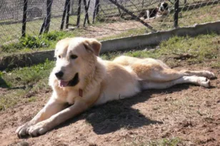 Ελληνικός Ποιμενικός: Ο αγαθός γίγαντας της ελληνικής υπαίθρου που κινδυνεύει να χαθεί