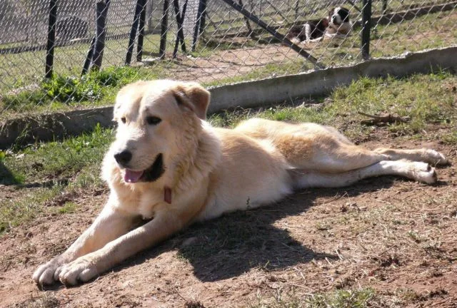 Ελληνικός Ποιμενικός: Ο αγαθός γίγαντας της ελληνικής υπαίθρου που κινδυνεύει να χαθεί