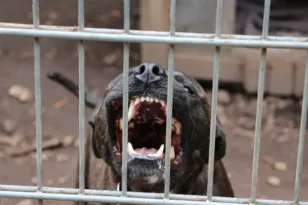 «Το παιδί μου με είδε, μου χαμογέλασε και έκλεισε τα μάτια του. Μου έφαγε το παιδί μου» συγκλονίζει ο πατέρας του αγοριού μετά τη φονική επίθεση του πίτμπουλ