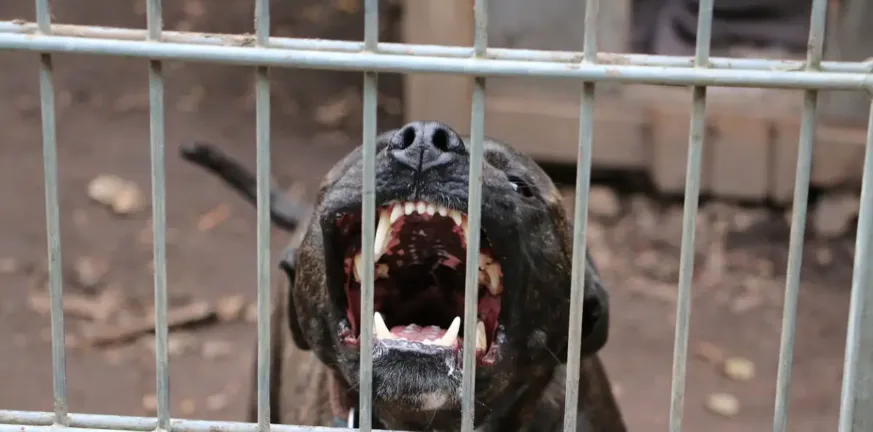 «Το παιδί μου με είδε, μου χαμογέλασε και έκλεισε τα μάτια του. Μου έφαγε το παιδί μου» συγκλονίζει ο πατέρας του αγοριού μετά τη φονική επίθεση του πίτμπουλ
