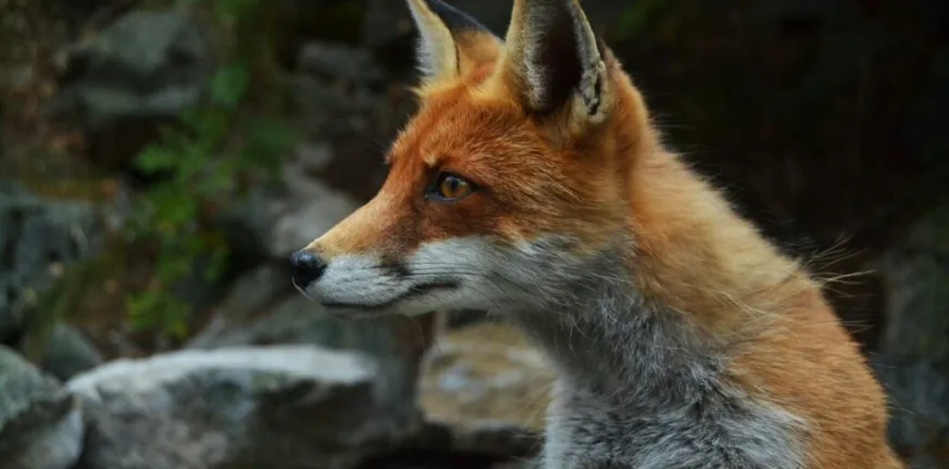 Τα 7 ζώα με την ισχυρότερη νυχτερινή όραση – Ποιο από αυτά βρίσκεται δίπλα μας ως κατοικίδιο