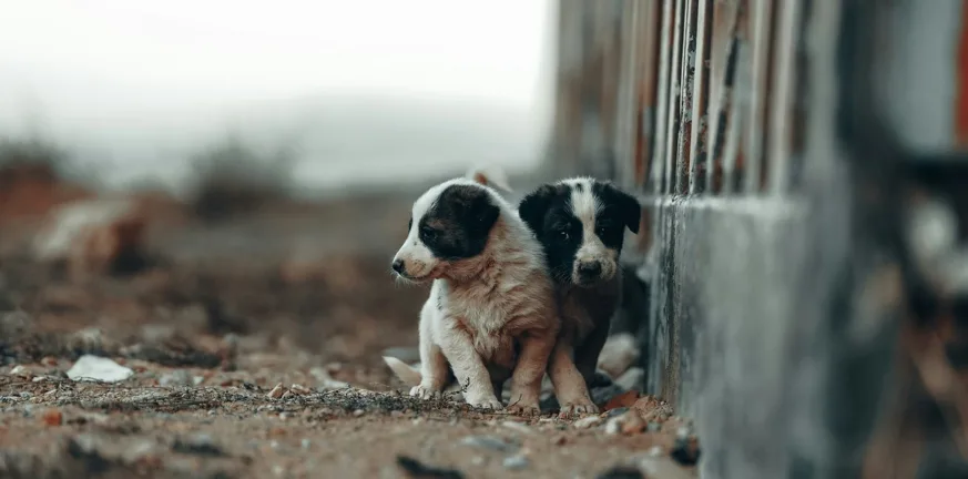 Πάτρα: Σύλληψη 89χρονης που σκότωσε κουτάβια και κυνήγησε νεαρό