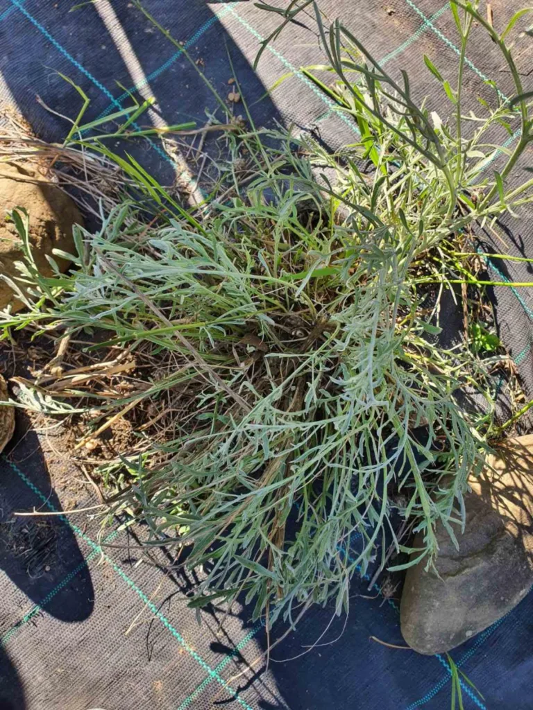 Πολίτες στην υπηρεσία των Κενταύρ(ι)ων: Καινοτομία, διαχείριση και προστασία, ΦΩΤΟ