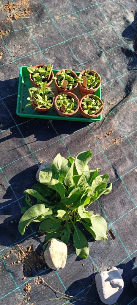 Πολίτες στην υπηρεσία των Κενταύρ(ι)ων: Καινοτομία, διαχείριση και προστασία, ΦΩΤΟ Πολίτες στην υπηρεσία των Κενταύρ(ι)ων: Καινοτομία, διαχείριση και προστασία, ΦΩΤΟ