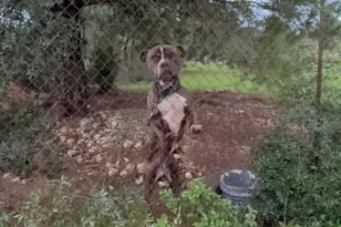 Ζάκυνθος: Συγκλονίζουν οι λεπτομέρειες του τραγικού περιστατικού με το πίτμπουλ, τι λένε οι γείτονες