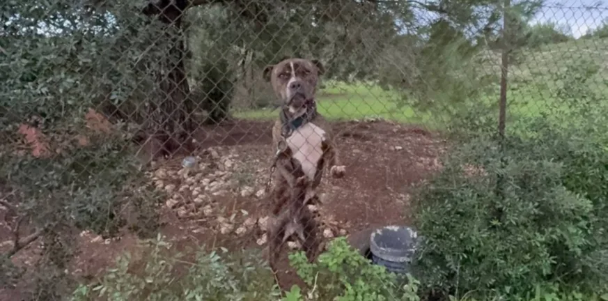 Ζάκυνθος: Συγκλονίζουν οι λεπτομέρειες του τραγικού περιστατικού με το πίτμπουλ, τι λένε οι γείτονες